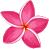 Single Pink Plumeria