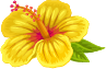 Yellow Hawaiian Flower